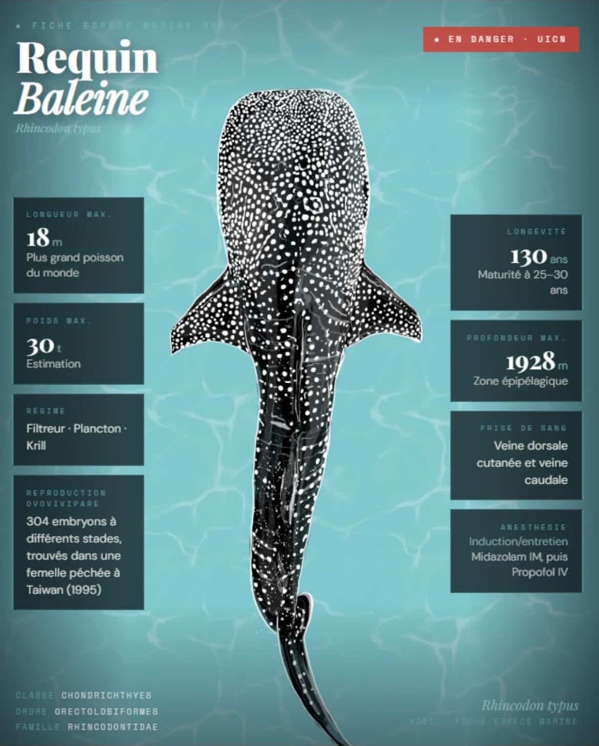 Requin-baleine — Fiche naturaliste